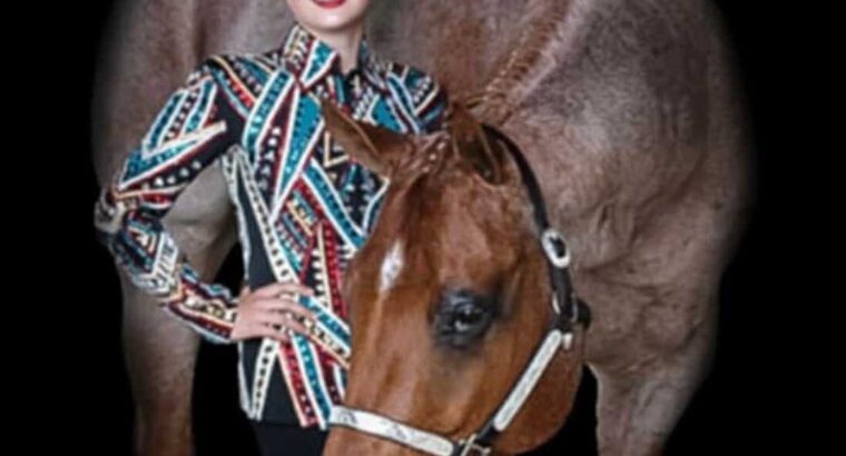 Fancy Red Roan Gelding