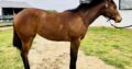 Machine Made Yearling Mare