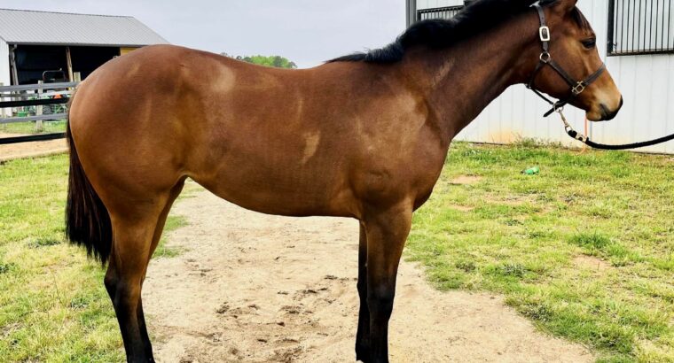Machine Made Yearling Mare