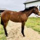 Machine Made Yearling Mare