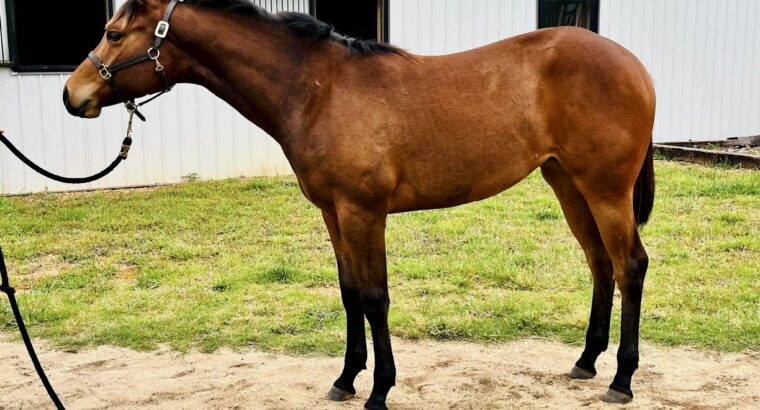 Machine Made Yearling Mare