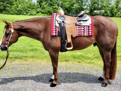 Res Congress Champion All-Around Gelding