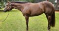 Lopin My Best All-Around Mare