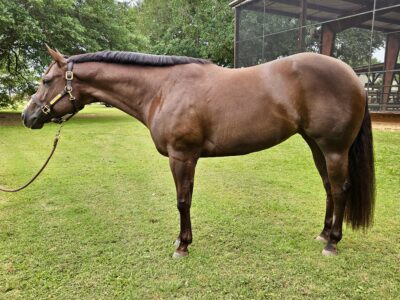 Lopin My Best All-Around Mare