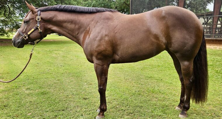 Lopin My Best All-Around Mare