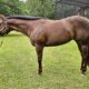Lopin My Best All-Around Mare