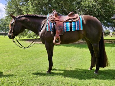 Lopin My Best All-Around Mare