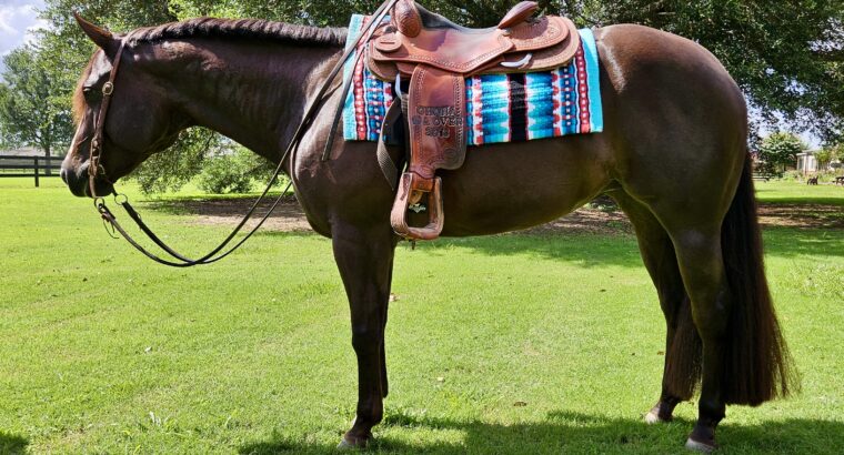 Lopin My Best All-Around Mare