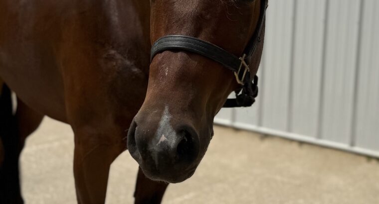 Facebook Me 2YO Gelding