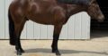 Facebook Me 2YO Gelding