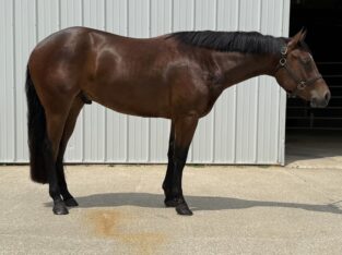 Facebook Me 2YO Gelding