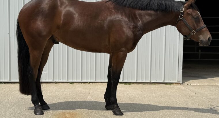Facebook Me 2YO Gelding
