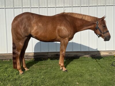 3YO Machine Made Mare