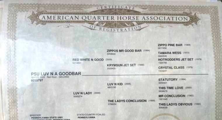 Fancy Trail Deluxe Roan All-Around Gelding