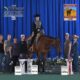 Lazy Loper All-Around Gelding