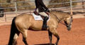 Fancy Buckskin True All-Around Gelding