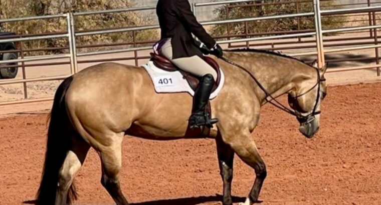 Fancy Buckskin True All-Around Gelding