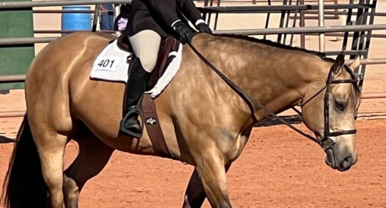 Fancy Buckskin True All-Around Gelding