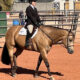 Fancy Buckskin True All-Around Gelding