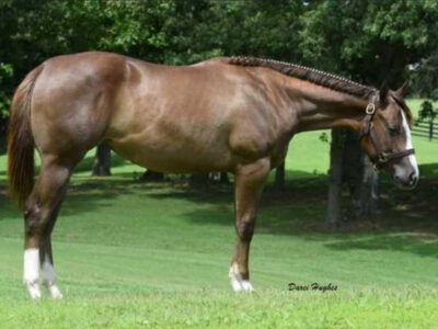 Broodmare in Foal