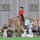 Fancy Trail Deluxe Roan All-Around Gelding