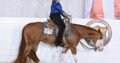Flashy Quadruple Registered Heart Stoppin Mare