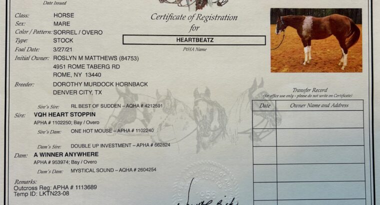 Flashy Quadruple Registered Heart Stoppin Mare