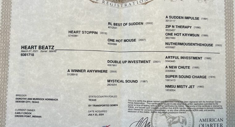 Flashy Quadruple Registered Heart Stoppin Mare