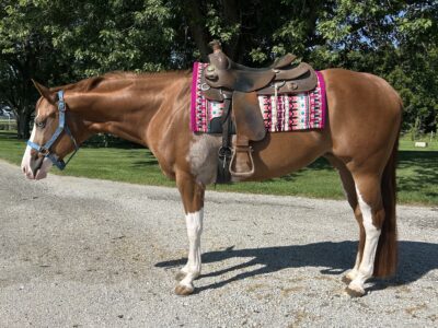 Flashy Quadruple Registered Heart Stoppin Mare
