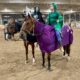 Lazy Loper All-Around Gelding