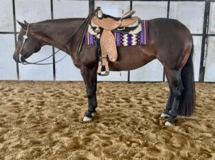 Pretty Pleasure Only In The Moonlite Mare