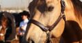 Fancy Buckskin True All-Around Gelding