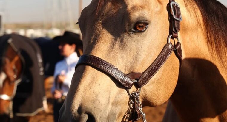 Fancy Buckskin True All-Around Gelding