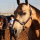 Fancy Buckskin True All-Around Gelding