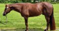 Res Congress Champion All-Around Gelding