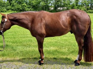 Res Congress Champion All-Around Gelding