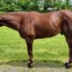 Res Congress Champion All-Around Gelding