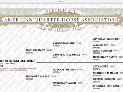 2YO Machine Made x NDIL mare Prospect