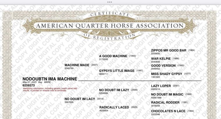 2YO Machine Made x NDIL mare Prospect
