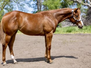 Double Longe Line Prospect