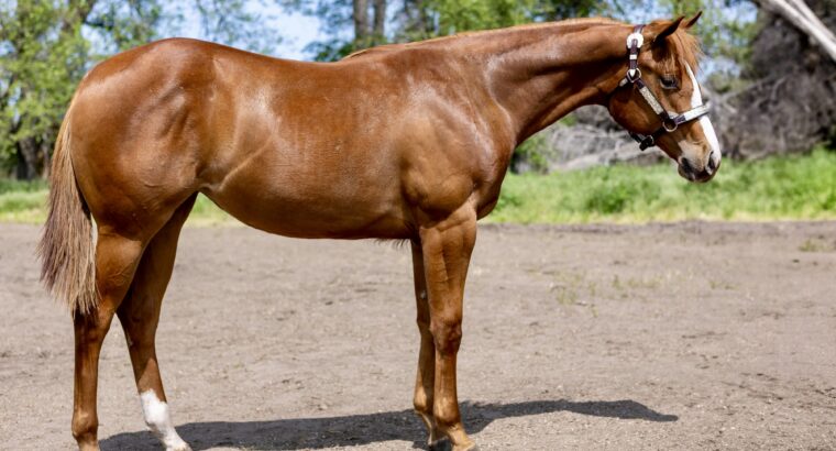 Double Longe Line Prospect