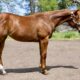 Double Longe Line Prospect