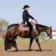 Beautiful Machine Made Pleasure Mare