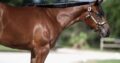 Stunning Colt – Full Brother to VS Fireman