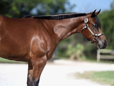 Stunning Colt – Full Brother to VS Fireman