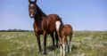 Flashy Double Reining/Ranch Riding Prospect