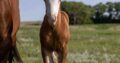 Flashy Double Reining/Ranch Riding Prospect
