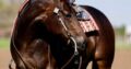 Beautiful Machine Made Pleasure Mare