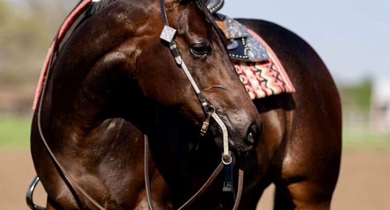 Beautiful Machine Made Pleasure Mare