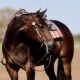Beautiful Machine Made Pleasure Mare